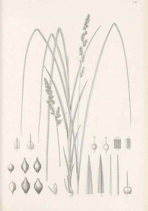 Reproducción/Reproduction 48682874796: Illustrations of the genus Carex. London :William Pamplin,1858-1867.. 