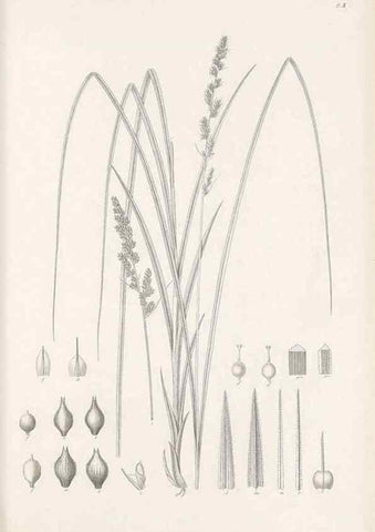 Reproducción/Reproduction 48682874796: Illustrations of the genus Carex. London :William Pamplin,1858-1867.. 