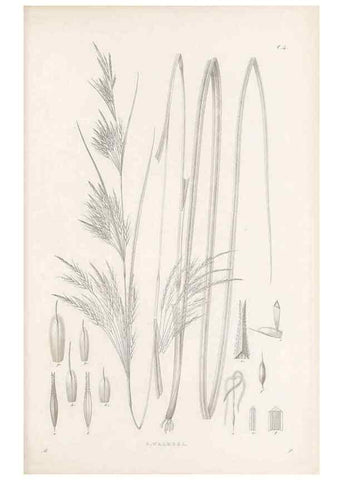 Reproducción/Reproduction 48682875066: Illustrations of the genus Carex. London :William Pamplin,1858-1867.. 