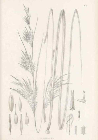 Reproducción/Reproduction 48682875066: Illustrations of the genus Carex. London :William Pamplin,1858-1867.. 