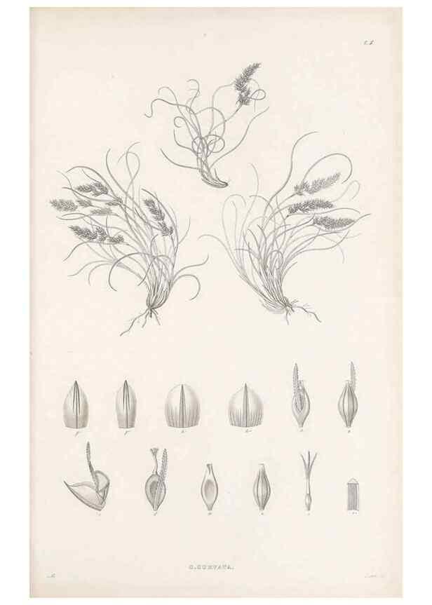 Reproducción/Reproduction 48683048637: Illustrations of the genus Carex. London :William Pamplin,1858-1867.. 