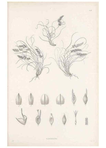 Reproducción/Reproduction 48683048637: Illustrations of the genus Carex. London :William Pamplin,1858-1867.. 