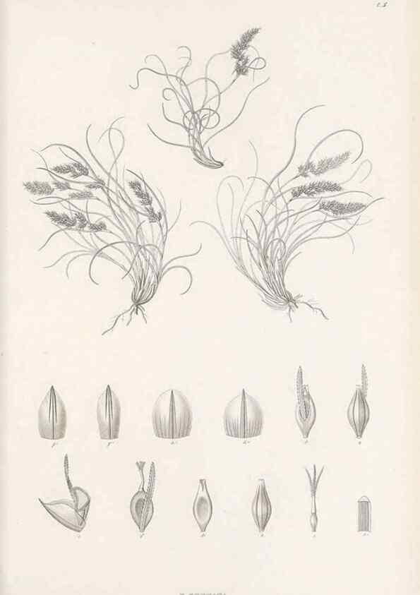Reproducción/Reproduction 48683048637: Illustrations of the genus Carex. London :William Pamplin,1858-1867.. 