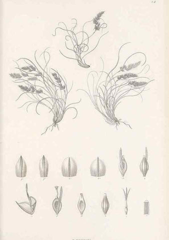 Reproducción/Reproduction 48683048637: Illustrations of the genus Carex. London :William Pamplin,1858-1867.. 