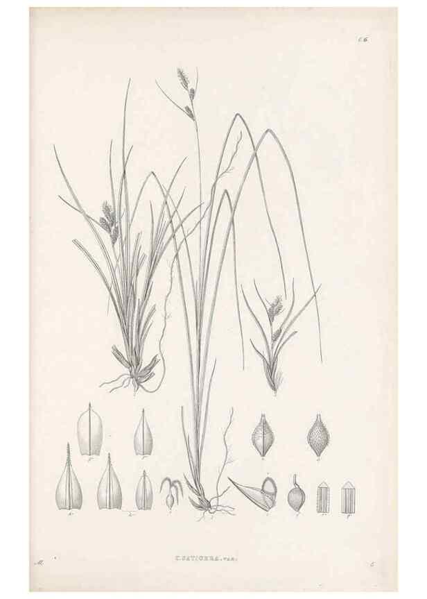 Reproducción/Reproduction 48682875426: Illustrations of the genus Carex. London :William Pamplin,1858-1867.. 