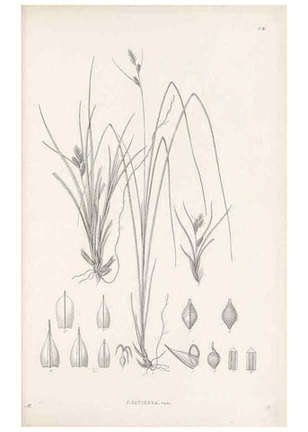 Reproducción/Reproduction 48682875426: Illustrations of the genus Carex. London :William Pamplin,1858-1867.. 