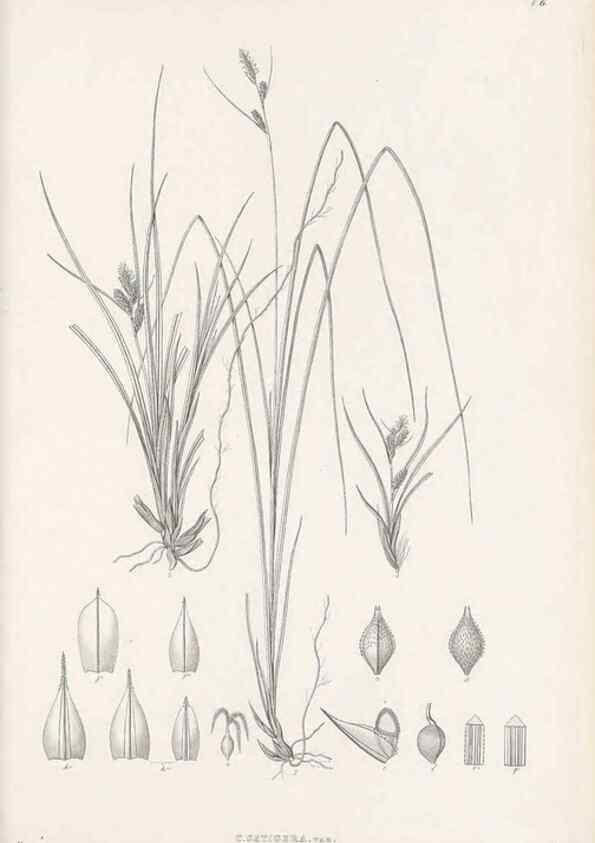 Reproducción/Reproduction 48682875426: Illustrations of the genus Carex. London :William Pamplin,1858-1867.. 