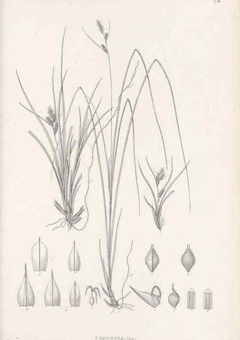 Reproducción/Reproduction 48682875426: Illustrations of the genus Carex. London :William Pamplin,1858-1867.. 
