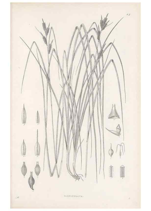 Reproducción/Reproduction 48682534323: Illustrations of the genus Carex. London :William Pamplin,1858-1867.. 