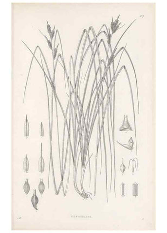 Reproducción/Reproduction 48682534323: Illustrations of the genus Carex. London :William Pamplin,1858-1867.. 