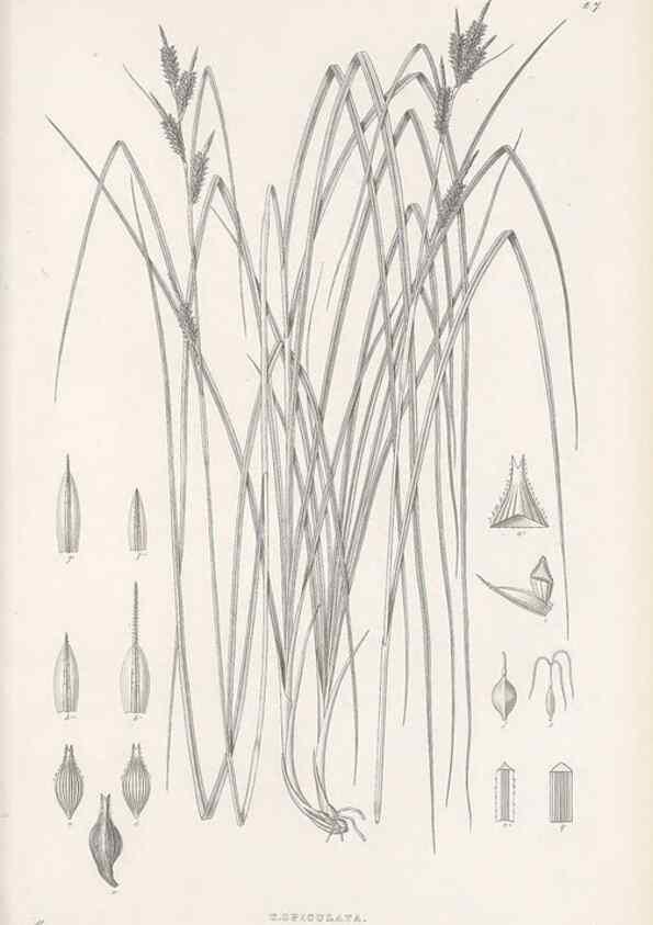 Reproducción/Reproduction 48682534323: Illustrations of the genus Carex. London :William Pamplin,1858-1867.. 