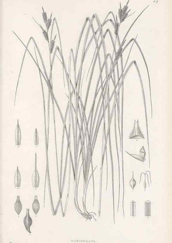 Reproducción/Reproduction 48682534323: Illustrations of the genus Carex. London :William Pamplin,1858-1867.. 