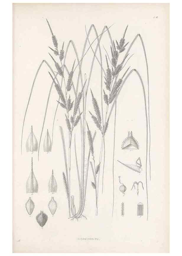 Reproducción/Reproduction 48682534533: Illustrations of the genus Carex. London :William Pamplin,1858-1867.. 