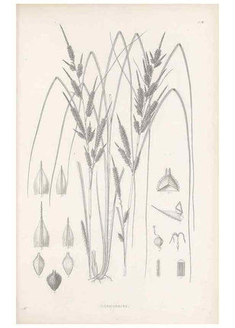 Reproducción/Reproduction 48682534533: Illustrations of the genus Carex. London :William Pamplin,1858-1867.. 