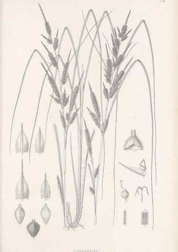 Reproducción/Reproduction 48682534533: Illustrations of the genus Carex. London :William Pamplin,1858-1867.. 