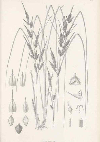 Reproducción/Reproduction 48682534533: Illustrations of the genus Carex. London :William Pamplin,1858-1867.. 