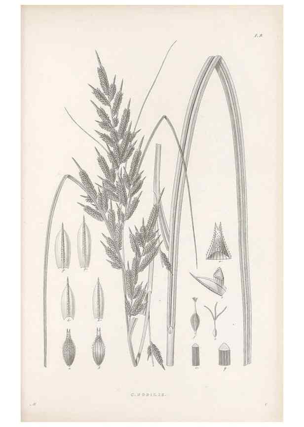 Reproducción/Reproduction 48682534763: Illustrations of the genus Carex. London :William Pamplin,1858-1867.. 