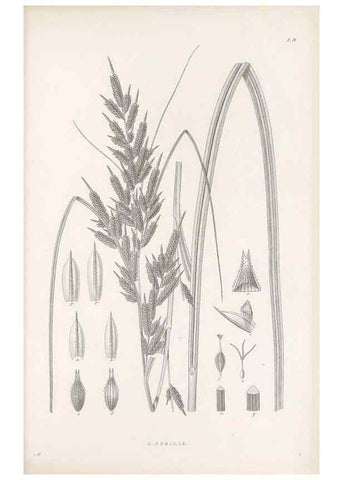 Reproducción/Reproduction 48682534763: Illustrations of the genus Carex. London :William Pamplin,1858-1867.. 