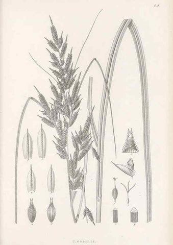 Reproducción/Reproduction 48682534763: Illustrations of the genus Carex. London :William Pamplin,1858-1867.. 