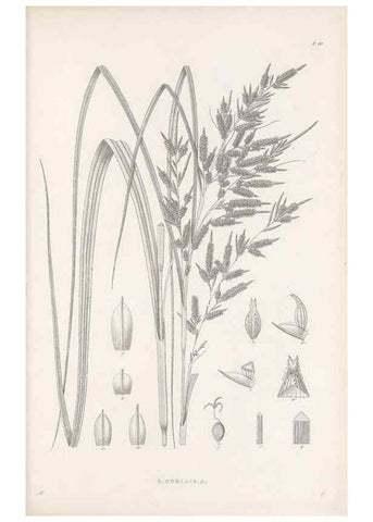 Reproducción/Reproduction 48683049837: Illustrations of the genus Carex. London :William Pamplin,1858-1867.. 