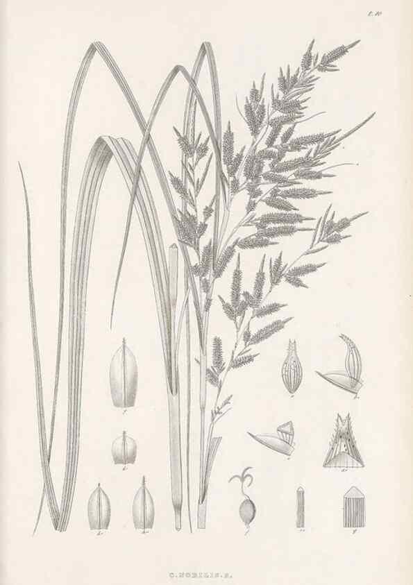 Reproducción/Reproduction 48683049837: Illustrations of the genus Carex. London :William Pamplin,1858-1867.. 