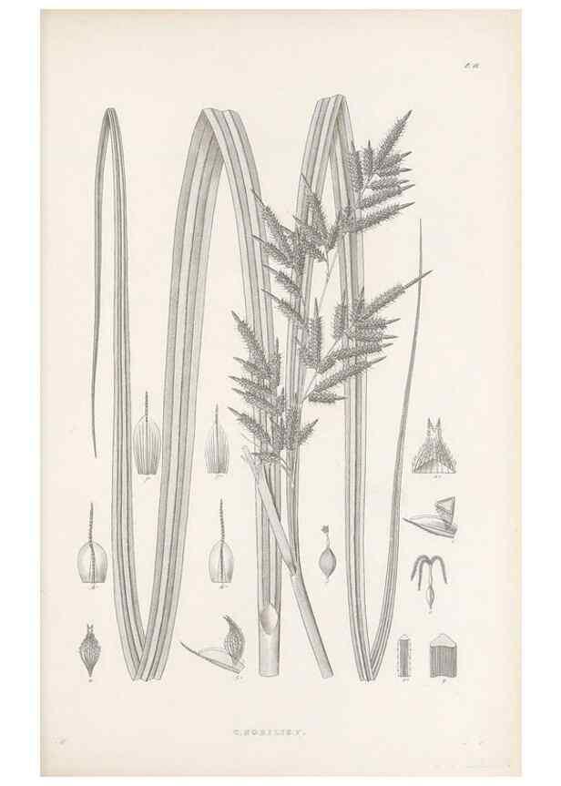 Reproducción/Reproduction 48682535243: Illustrations of the genus Carex. London :William Pamplin,1858-1867.. 
