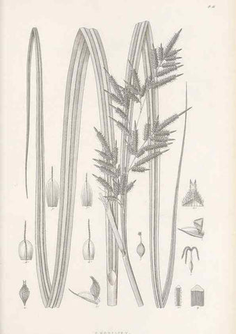 Reproducción/Reproduction 48682535243: Illustrations of the genus Carex. London :William Pamplin,1858-1867.. 