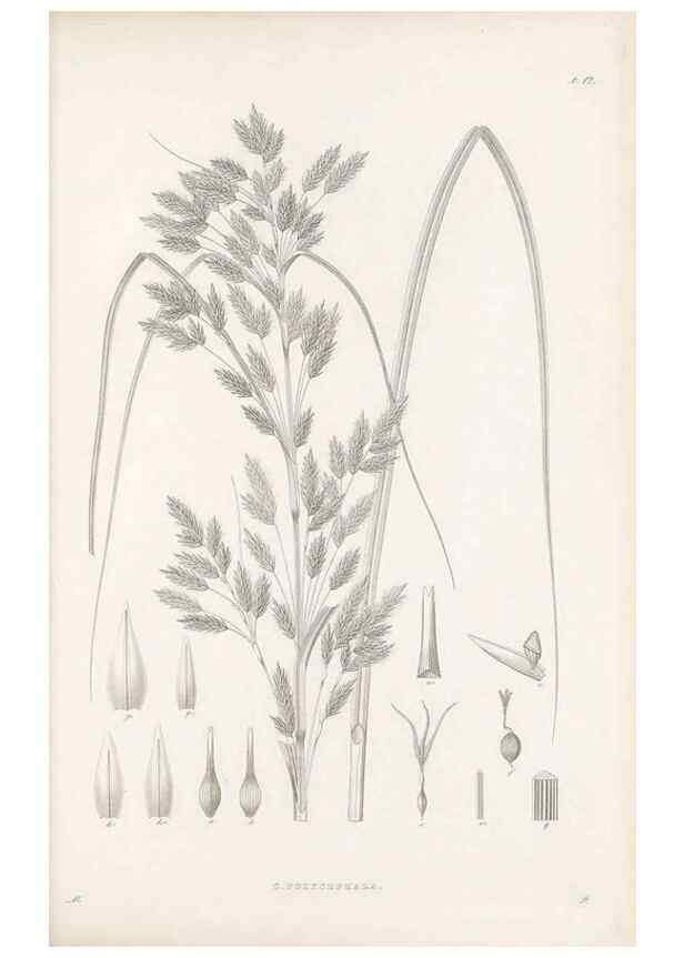 Reproducción/Reproduction 48682535463: Illustrations of the genus Carex. London :William Pamplin,1858-1867.. 