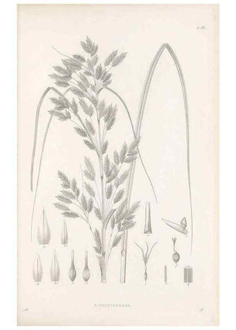 Reproducción/Reproduction 48682535463: Illustrations of the genus Carex. London :William Pamplin,1858-1867.. 