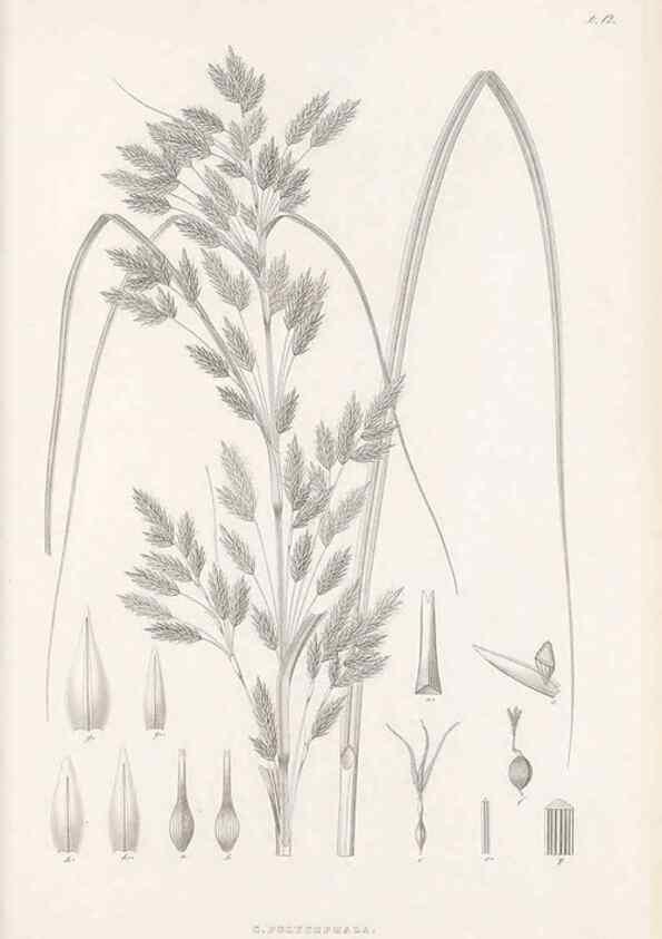 Reproducción/Reproduction 48682535463: Illustrations of the genus Carex. London :William Pamplin,1858-1867.. 