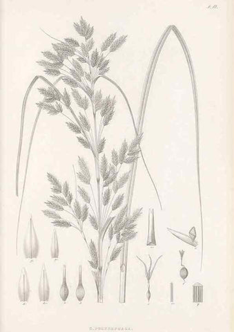 Reproducción/Reproduction 48682535463: Illustrations of the genus Carex. London :William Pamplin,1858-1867.. 
