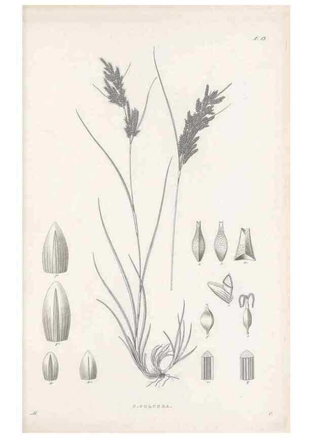 Reproducción/Reproduction 48683050502: Illustrations of the genus Carex. London :William Pamplin,1858-1867.. 