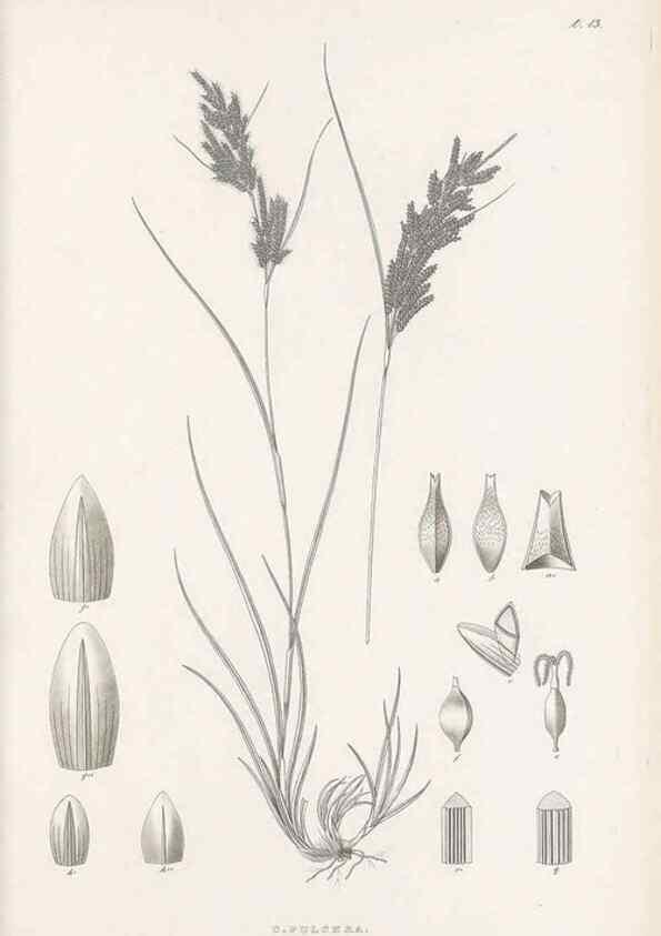 Reproducción/Reproduction 48683050502: Illustrations of the genus Carex. London :William Pamplin,1858-1867.. 
