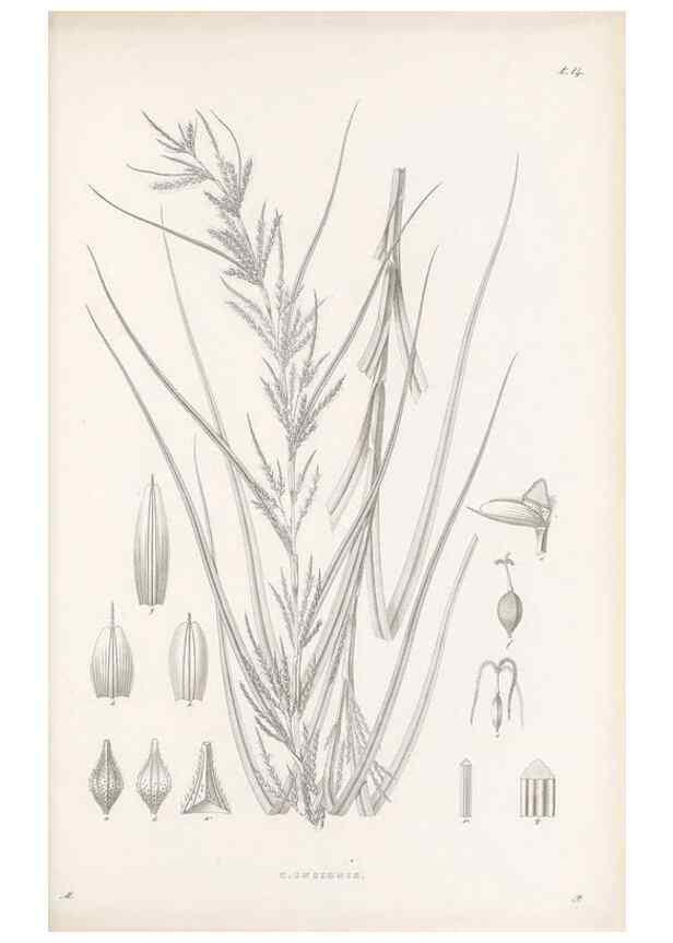 Reproducción/Reproduction 48682877121: Illustrations of the genus Carex. London :William Pamplin,1858-1867.. 