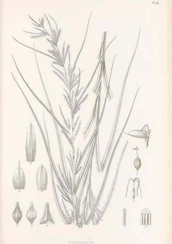 Reproducción/Reproduction 48682877121: Illustrations of the genus Carex. London :William Pamplin,1858-1867.. 