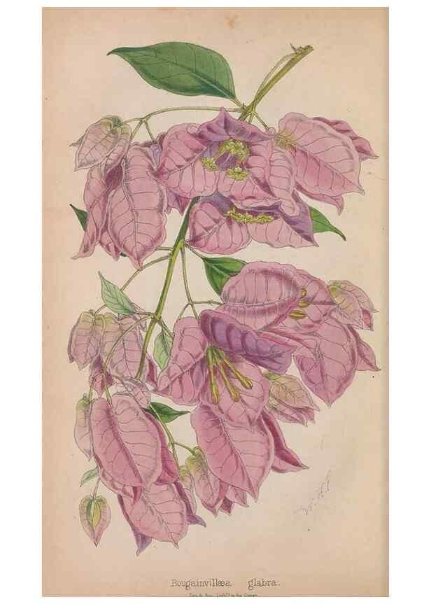 Reproducción/Reproduction 48642815007: The florist and pomologist.. London :""Journal of Horticulture"" Office,1863-1879.. 