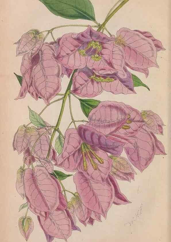 Reproducción/Reproduction 48642815007: The florist and pomologist.. London :""Journal of Horticulture"" Office,1863-1879.. 
