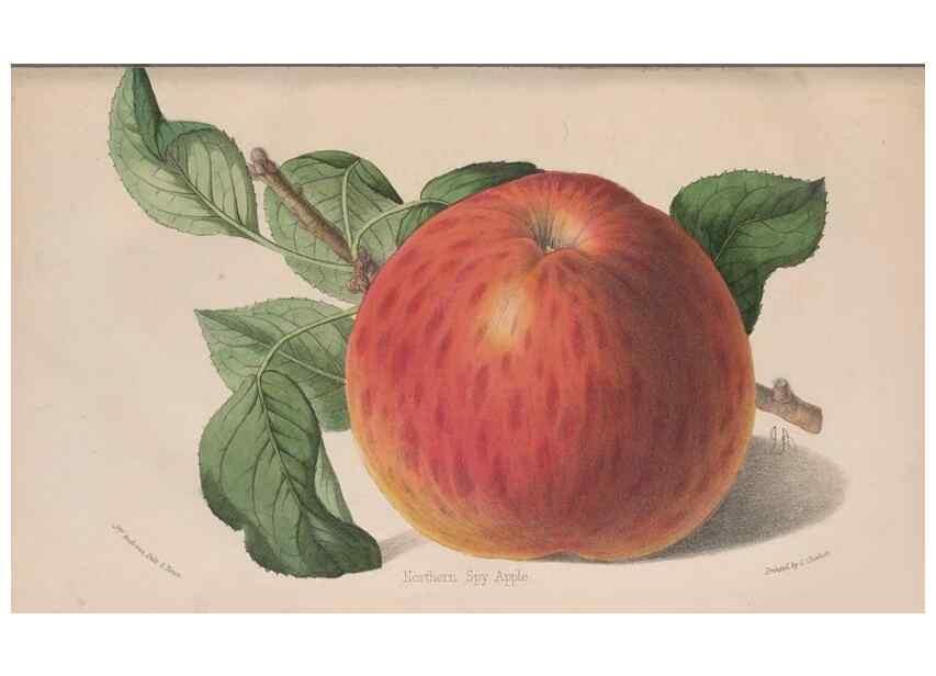Reproducción/Reproduction 48642814657: The florist and pomologist.. London :""Journal of Horticulture"" Office,1863-1879.. 