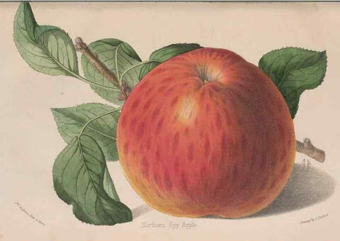 Reproducción/Reproduction 48642814657: The florist and pomologist.. London :""Journal of Horticulture"" Office,1863-1879.. 