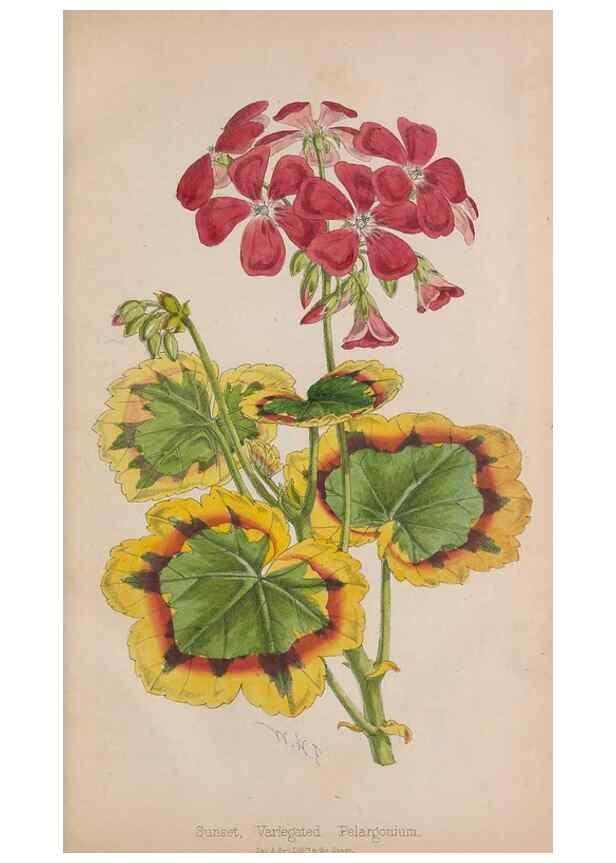 Reproducción/Reproduction 48642814267: The florist and pomologist.. London :""Journal of Horticulture"" Office,1863-1879.. 