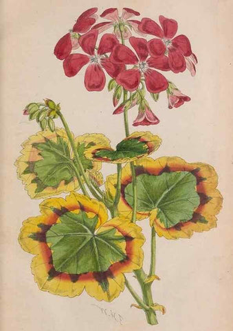 Reproducción/Reproduction 48642814267: The florist and pomologist.. London :""Journal of Horticulture"" Office,1863-1879.. 