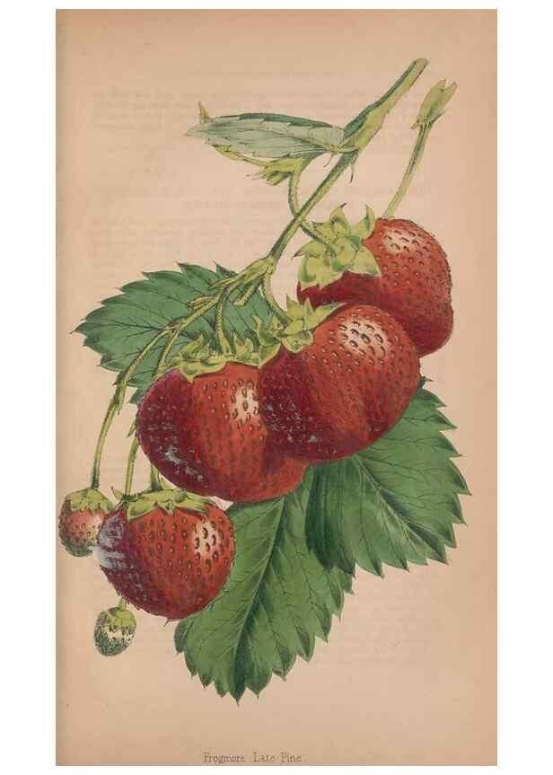 Reproducción/Reproduction 48642796222: The florist and pomologist.. London :""Journal of Horticulture"" Office,1863-1879.. 