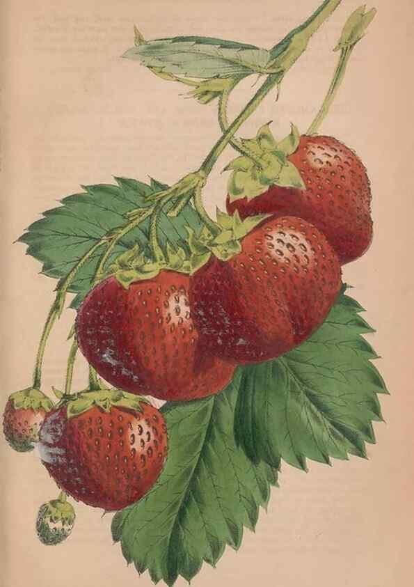 Reproducción/Reproduction 48642796222: The florist and pomologist.. London :""Journal of Horticulture"" Office,1863-1879.. 