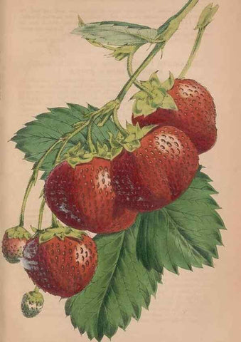 Reproducción/Reproduction 48642796222: The florist and pomologist.. London :""Journal of Horticulture"" Office,1863-1879.. 