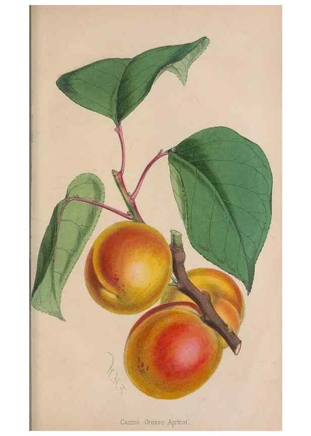 Reproducción/Reproduction 48642788592: The florist and pomologist.. London :""Journal of Horticulture"" Office,1863-1879.. 