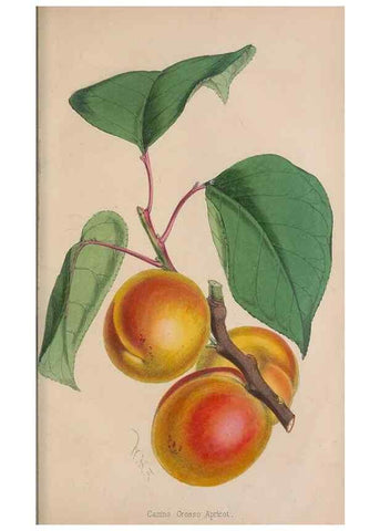 Reproducción/Reproduction 48642788592: The florist and pomologist.. London :""Journal of Horticulture"" Office,1863-1879.. 