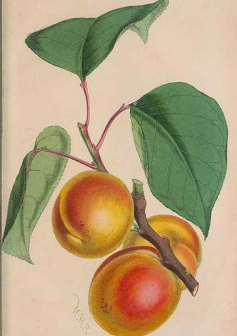 Reproducción/Reproduction 48642788592: The florist and pomologist.. London :""Journal of Horticulture"" Office,1863-1879.. 