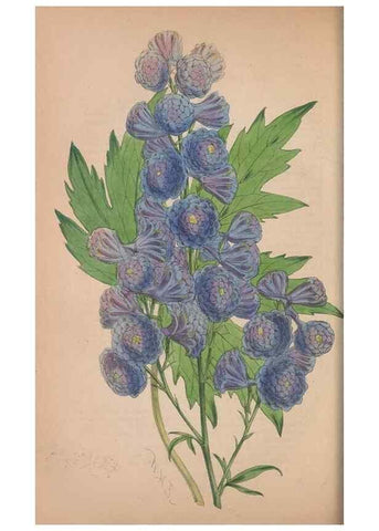 Reproducción/Reproduction 48642788847: The florist and pomologist.. London :""Journal of Horticulture"" Office,1863-1879.. 