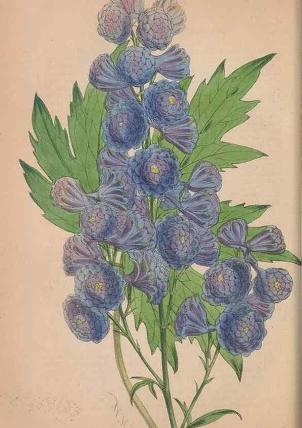 Reproducción/Reproduction 48642788847: The florist and pomologist.. London :""Journal of Horticulture"" Office,1863-1879.. 