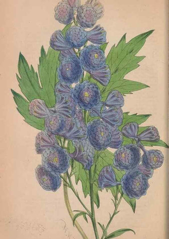 Reproducción/Reproduction 48642788847: The florist and pomologist.. London :""Journal of Horticulture"" Office,1863-1879.. 